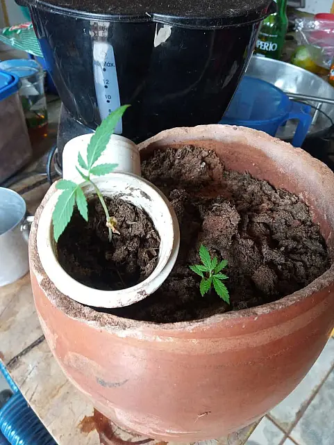 Homem é flagrado com bicicleta furtada e pé de maconha em casa