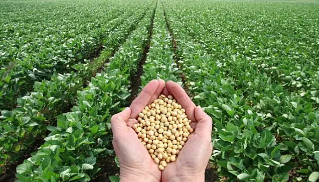 Dia de campo apresenta resultado de 10 anos em pesquisas de recuperação de pastagem