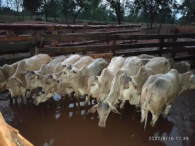 Polícia Civil recupera 25 animais de rebanho furtado em Anastácio