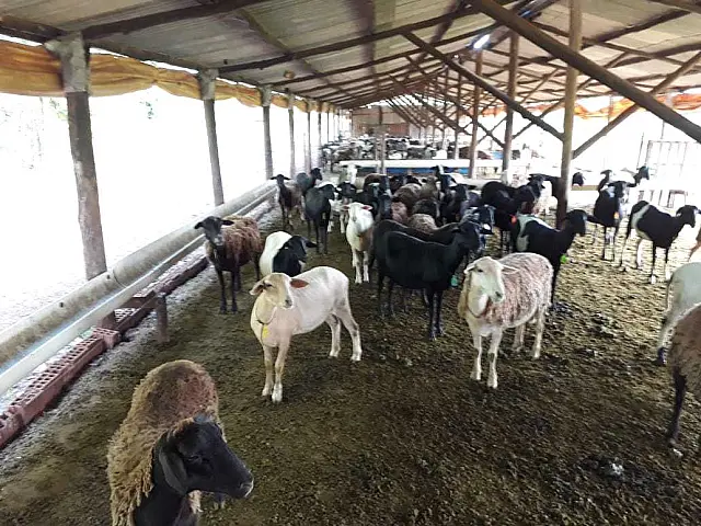 Ovinocultura é opção de diversificar e obter lucro na atividade pecuária