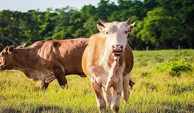 Carne Sustentável do Pantanal fortalece pecuária e conserva o meio ambiente
