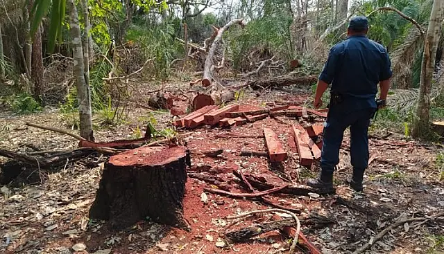 Proprietário rural derruba 56 árvores e é multado em R$ 20 mil
