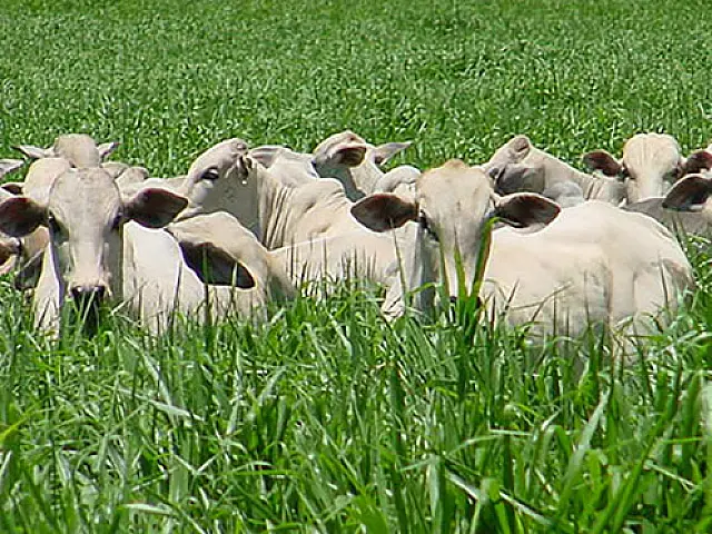 Integração lavoura-pecuária atrai mais produtores em MS