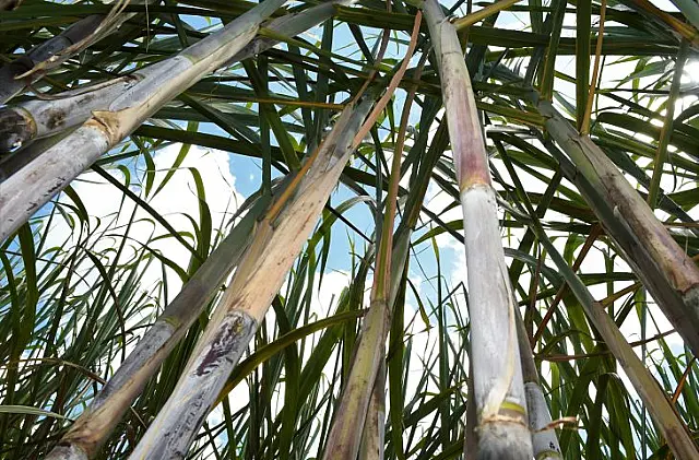 MS bate recorde na produção de cana com 50,5 milhões de toneladas