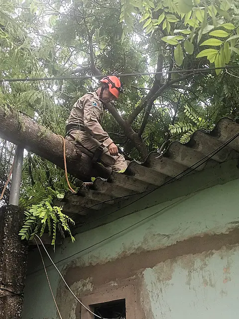 Ventania derruba árvores em cima de residências em Corumbá