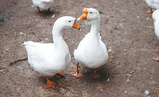 Arábia Saudita abre mercado para exportação de aves vivas do Brasil