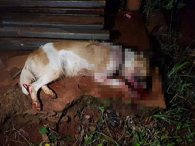 Cadela é morta a pauladas enquanto procurava comida em lixo de moradora