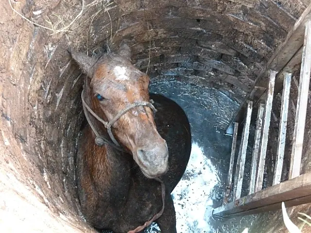 Bombeiros resgatam cavalo que caiu dentro de fossa em MS