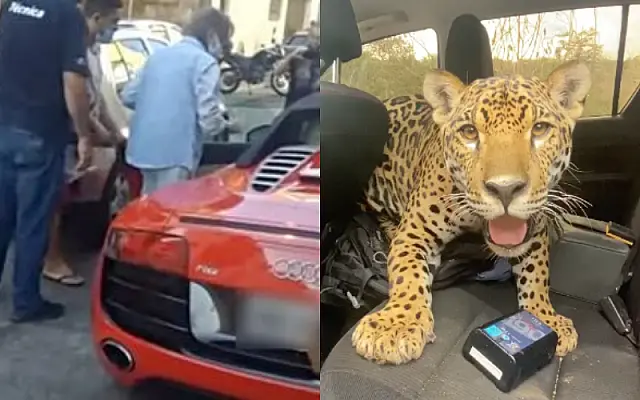 Top 5 da semana teve "carona" para onça-pintada e até Rei sem gasolina