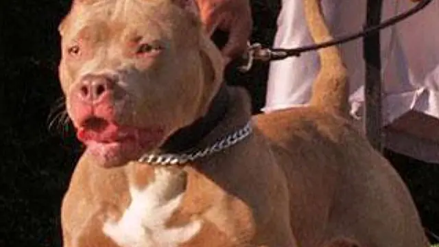 Pitbull mata cadela e impede a entrada de moradores em Anastácio