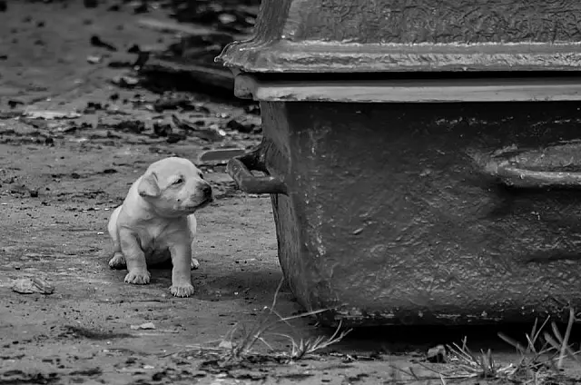 Durante ocorrência, filhote de cachorro comove equipe de polícia e de funerária