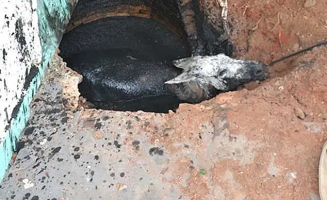 VÍDEO: jegue cai em fossa após calçada ceder e resgate mobiliza Bombeiros em Anastácio