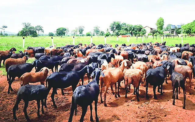 No pantanal do Nabileque, Thiago comprovou a produtividade da Ovinocultura