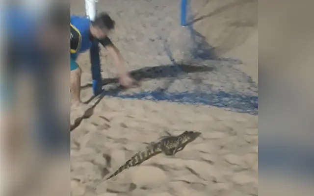 Filhote de jacaré interrompe futebol na Prainha de Anastácio