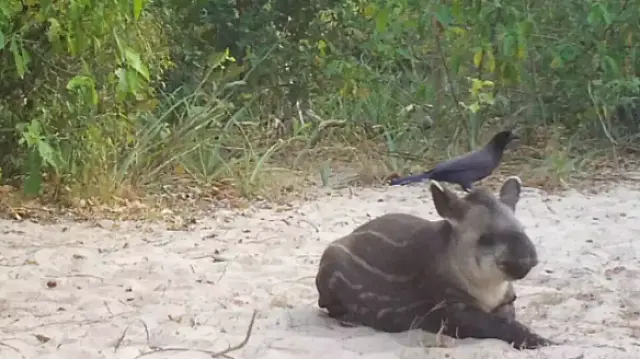 Câmeras no Pantanal registram cena curiosa de amizade entre filhote de anta e pássaro