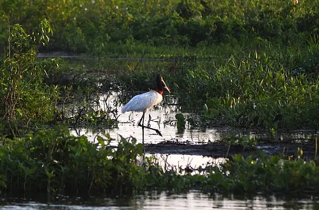 Governo abre nova chamada de preservação do Pantanal em 2026