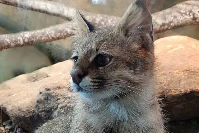 Para além do Pantanal, conheça os 10 gatos silvestres que residem no Brasil