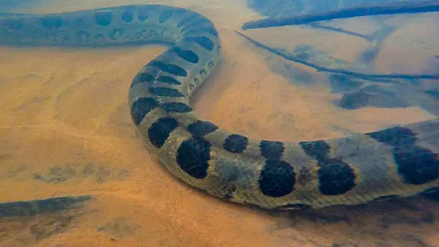 Durante pescaria de caiaque, amigos encontram Sucuris em MS