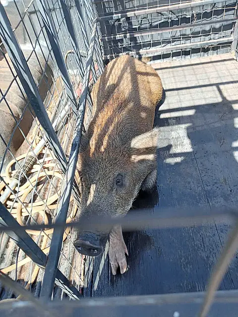 PMA autua homem por criação ilegal de "javaporco"