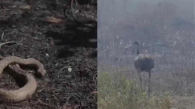 Grupo de resgate faz 'pente-fino' em busca de animais feridos no Pantanal
