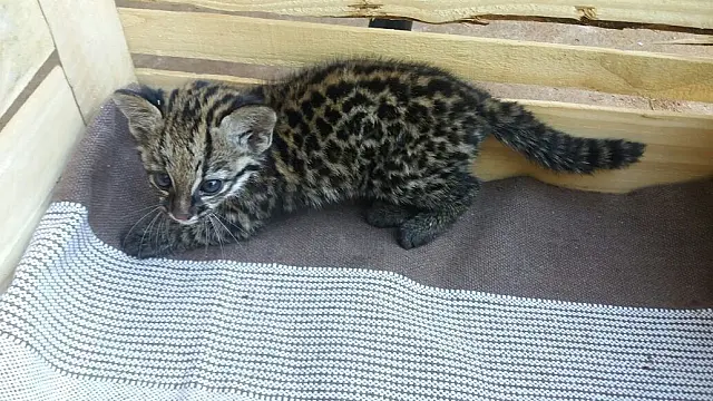 PMA recolhe filhote de Jaguatirica em residência