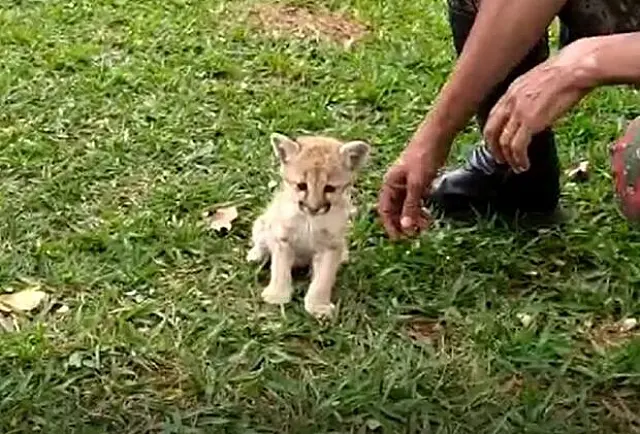 Após se perder da mãe, PMA encontra oncinha em fazenda de Rio Verde