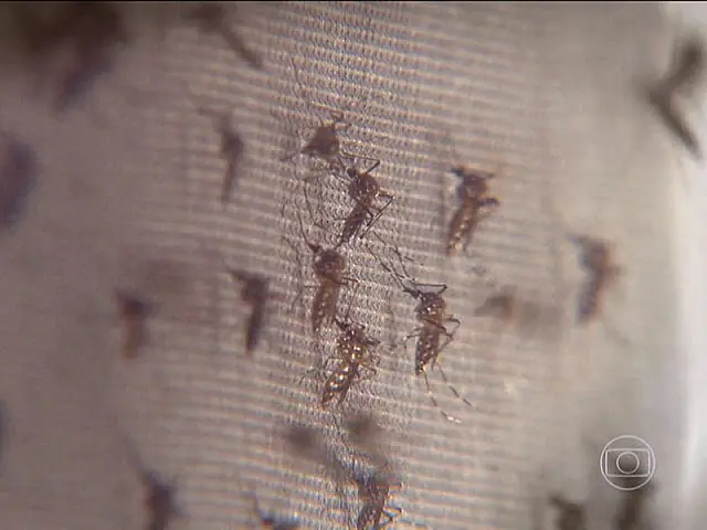 Ministério da Saúde confirma terceira morte relacionada ao vírus da zika