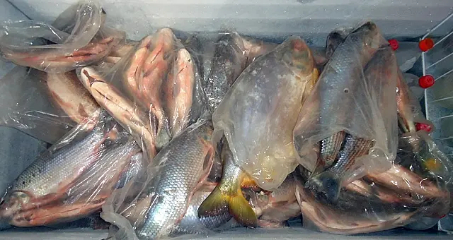 Turista é preso em Água Clara com 116 kg de pescado capturados no rio Aquidauana