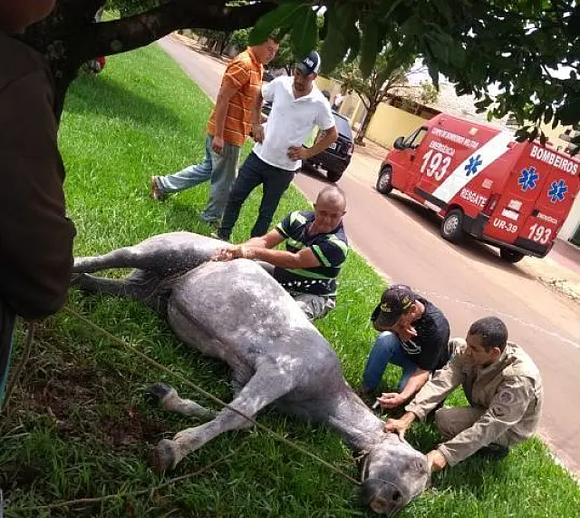 Abelhas se sentem ameaçadas e atacam cavalo até a morte