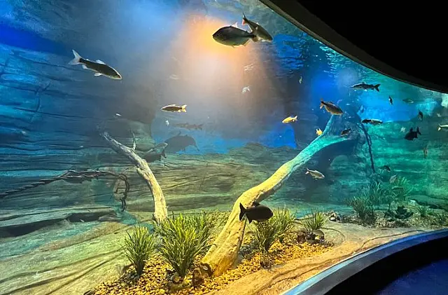 Dia Internacional da Biodiversidade será celebrado com evento no Bioparque