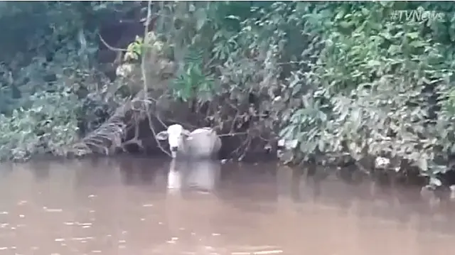 Homens flagram bezerro ilhado em barranco do Rio Aquidauana