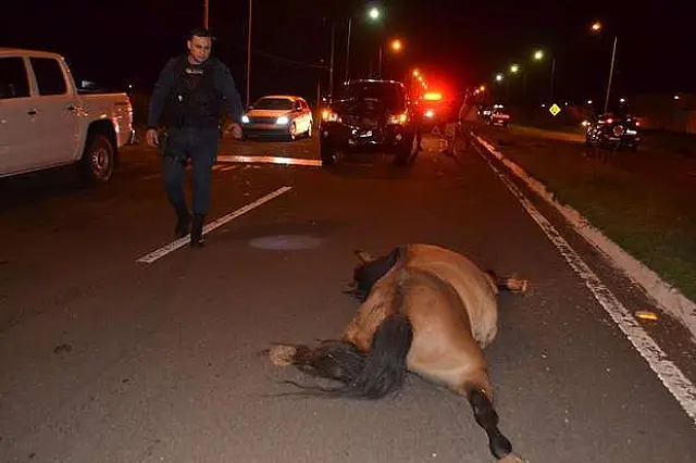 Cavalo é atropelado e morre no interior