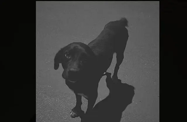 Polícia identifica adolescente que atropelou cachorro em Santa Rita do Pardo