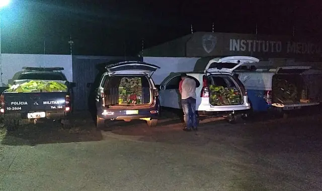 Polícia Militar apreende 1,5 tonelada de maconha na região de Jardim