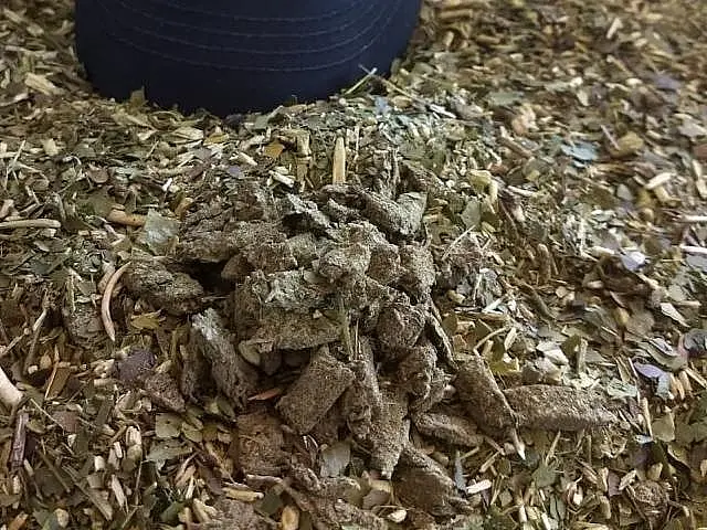 Mulher é presa ao entrar na penitenciária com porções de maconha na erva de tereré