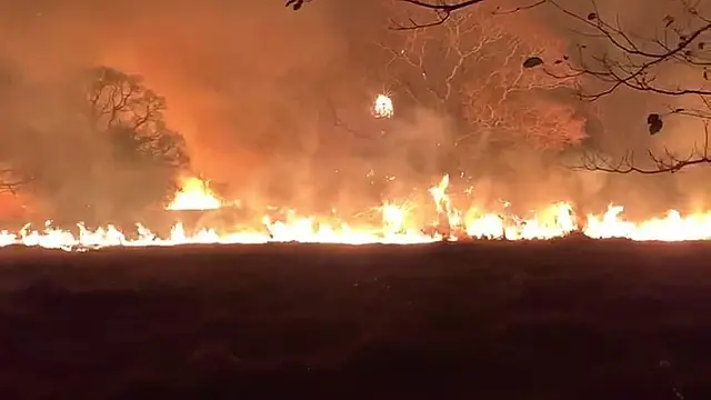 Fogo atinge Refúgio Ecológico Caiman e onça Jatobazinho é resgatada
