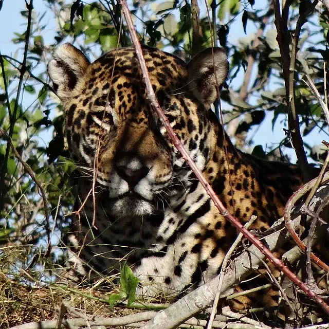 Símbolo do Pantanal, onça é flagrada observando fotógrafo em Corumbá