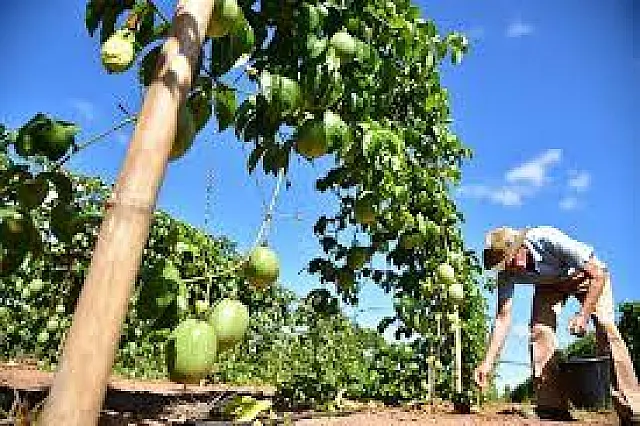 Agraer promove simpósio de fruticultura na Câmara de Aquidauana