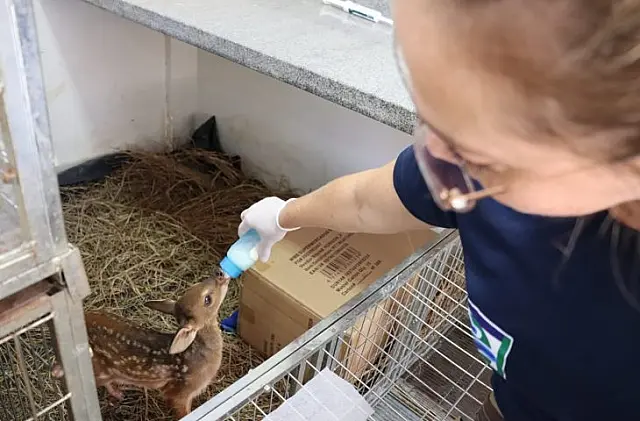 Mais de 60 filhotes órfãos de animais silvestres estão sob cuidados no Hospital Ayty