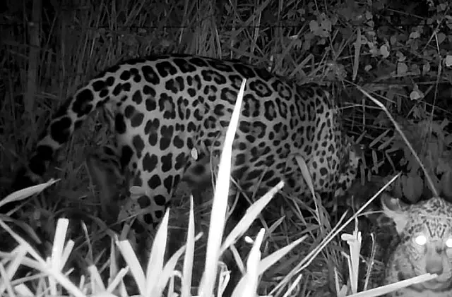 Onça Miranda tratada pelo CRAS reaparece com filhote no Pantanal