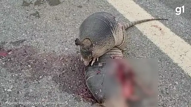 Na BR-267, tatu protege corpo do 'amigo' de ataque de urubu