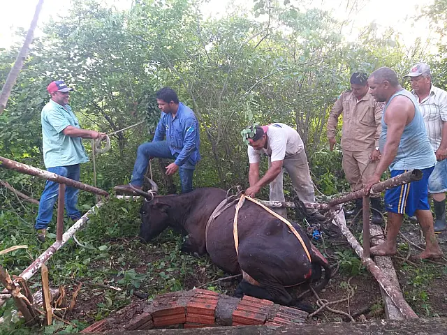 Vaca é resgatada após cair em poço de 8 metros de profundidade