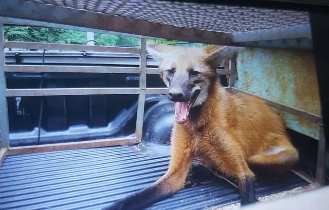 Lobo-guará fica preso em quintal de morador e é resgatado pela PMA