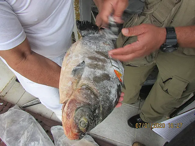 Imasul apreende 343 kg de pescado irregular em três dias de reforço na Operação Piracema