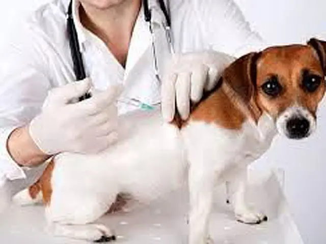 Vigilância Sanitária de Aquidauana segue com campanha de vacinação de cães e gatos