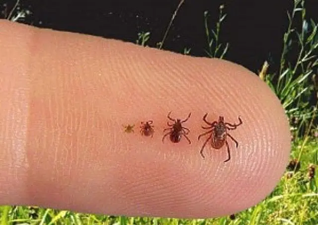 Prefeitura de Aquidauana divulga alerta para febre maculosa