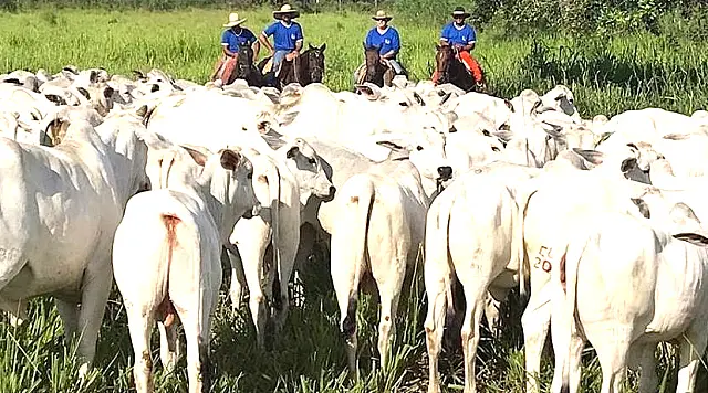 Fazenda São Judas Tadeu promove 13º dia de Campo neste sábado (22)