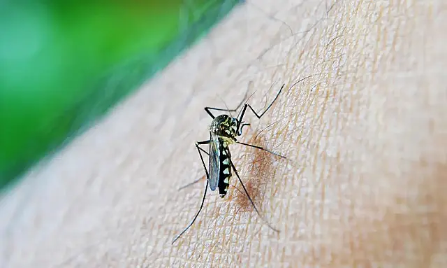Casos de dengue em gestantes aumentam 345% em 2024