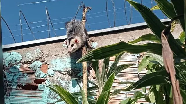 Gambá fica preso em cerca de concertina e é resgatado