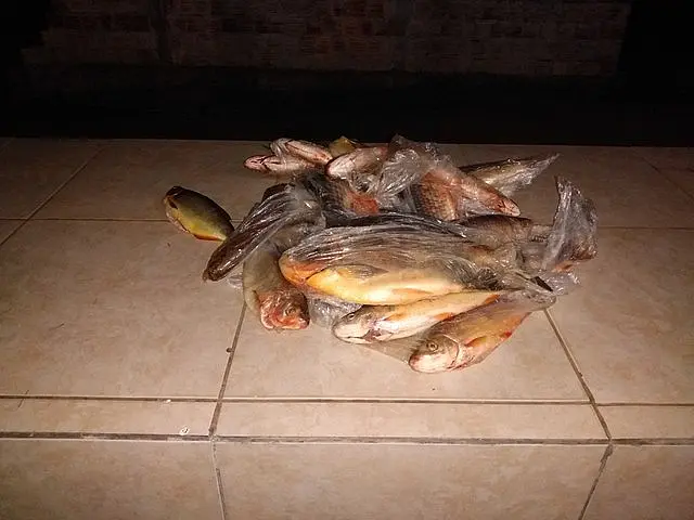 Polícia flagra idoso com bolsa térmica cheia de peixes à margem do rio